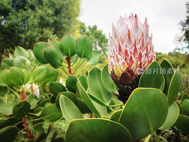南非的国徽花Protea cynaroides的侧面图